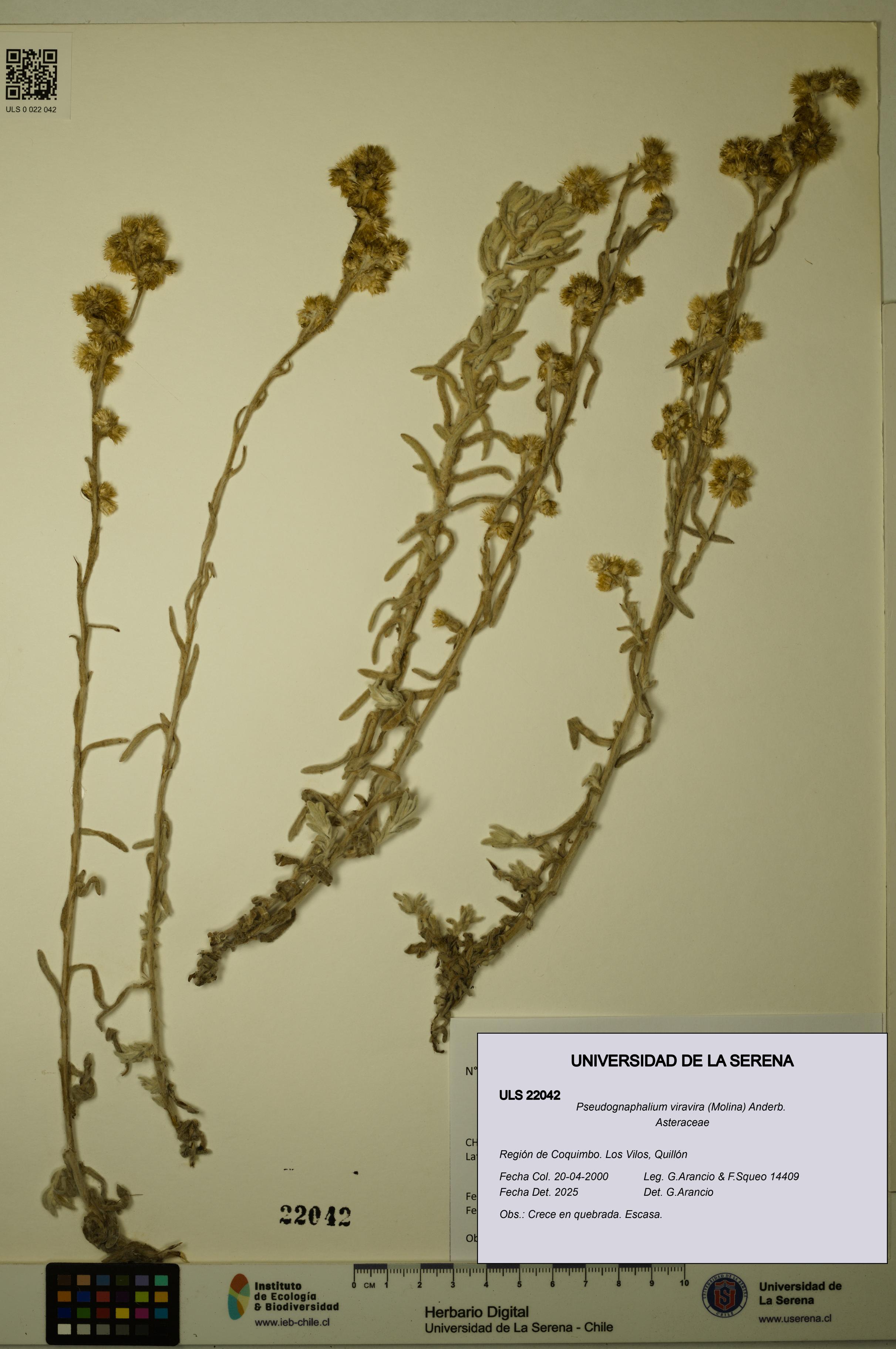 Pseudognaphalium viravira [Espécimen: ULS:ULS:0022042]