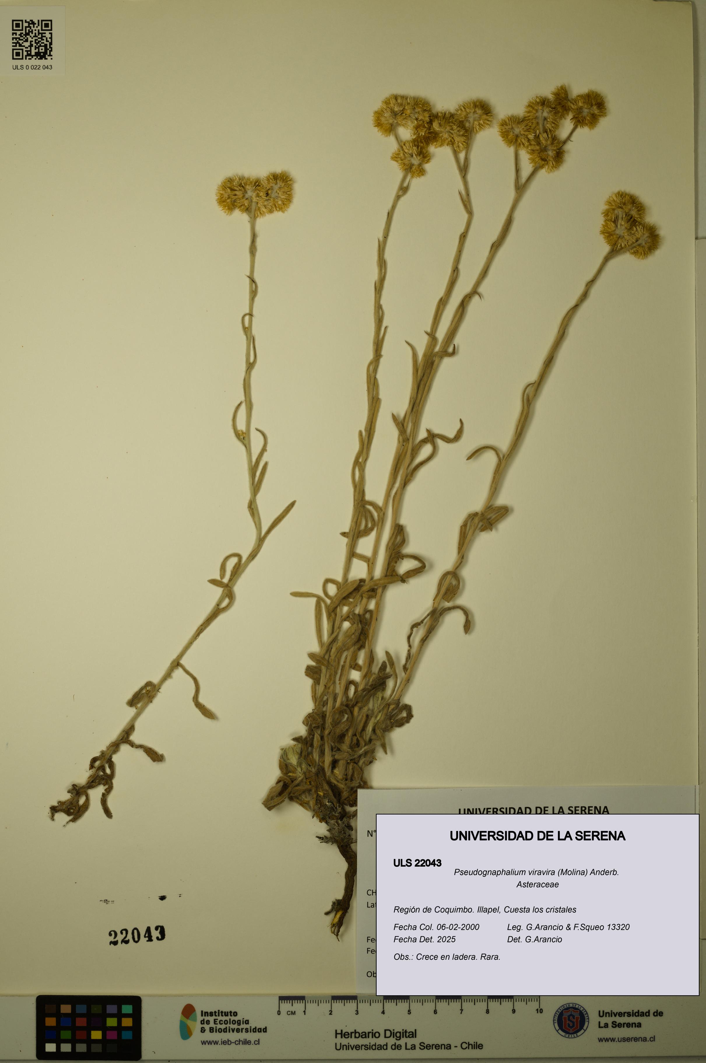 Pseudognaphalium viravira [Espécimen: ULS:ULS:0022043]