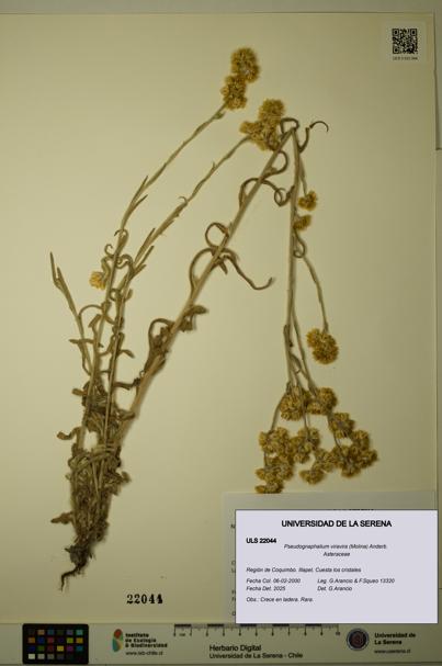 Pseudognaphalium viravira [Espécimen: ULS:ULS:0022044]