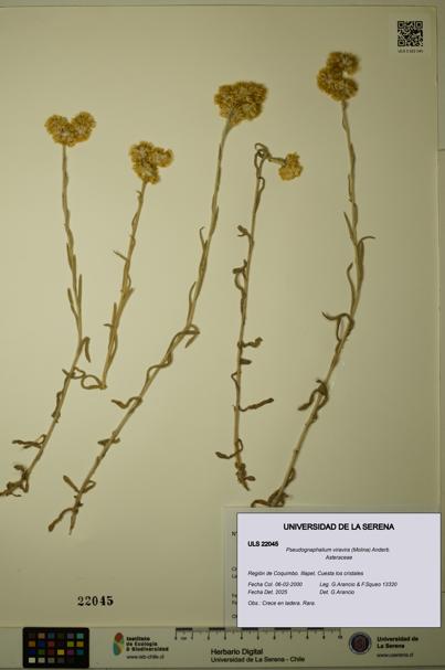 Pseudognaphalium viravira [Espécimen: ULS:ULS:0022045]