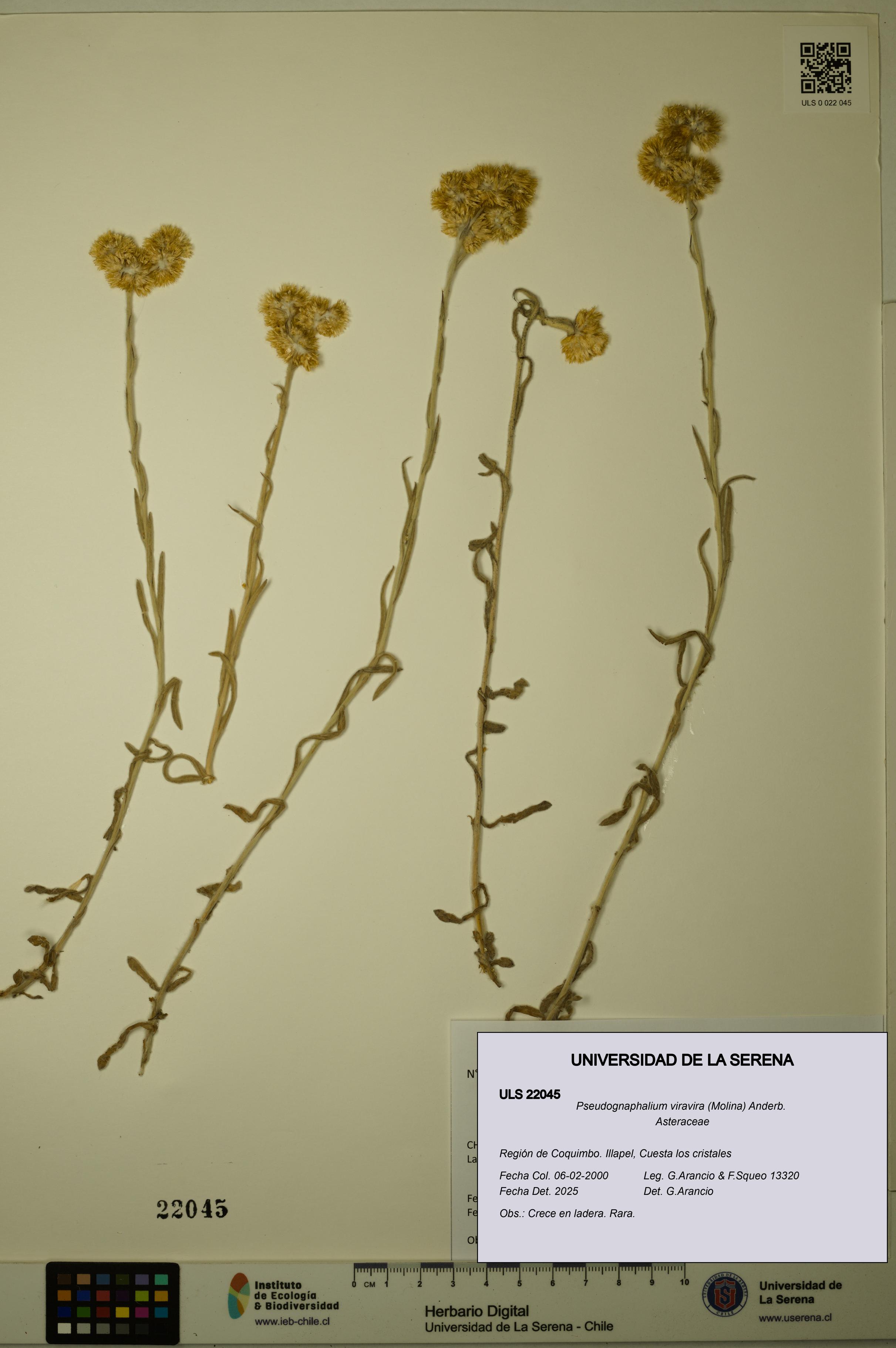 Pseudognaphalium viravira [Espécimen: ULS:ULS:0022045]