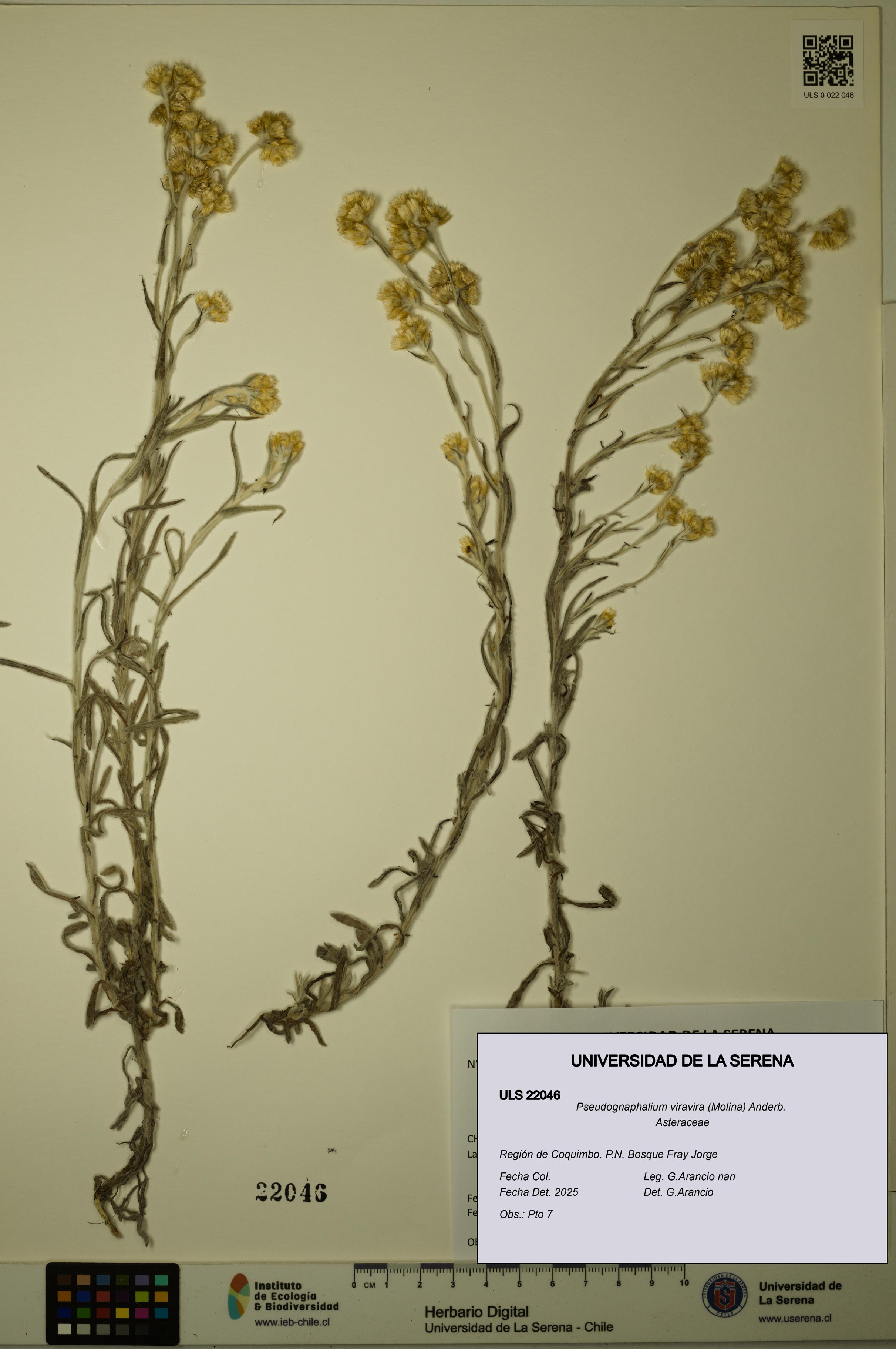 Pseudognaphalium viravira [Espécimen: ULS:ULS:0022046]
