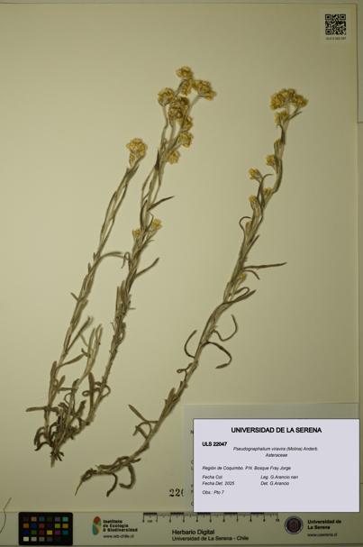 Pseudognaphalium viravira [Espécimen: ULS:ULS:0022047]
