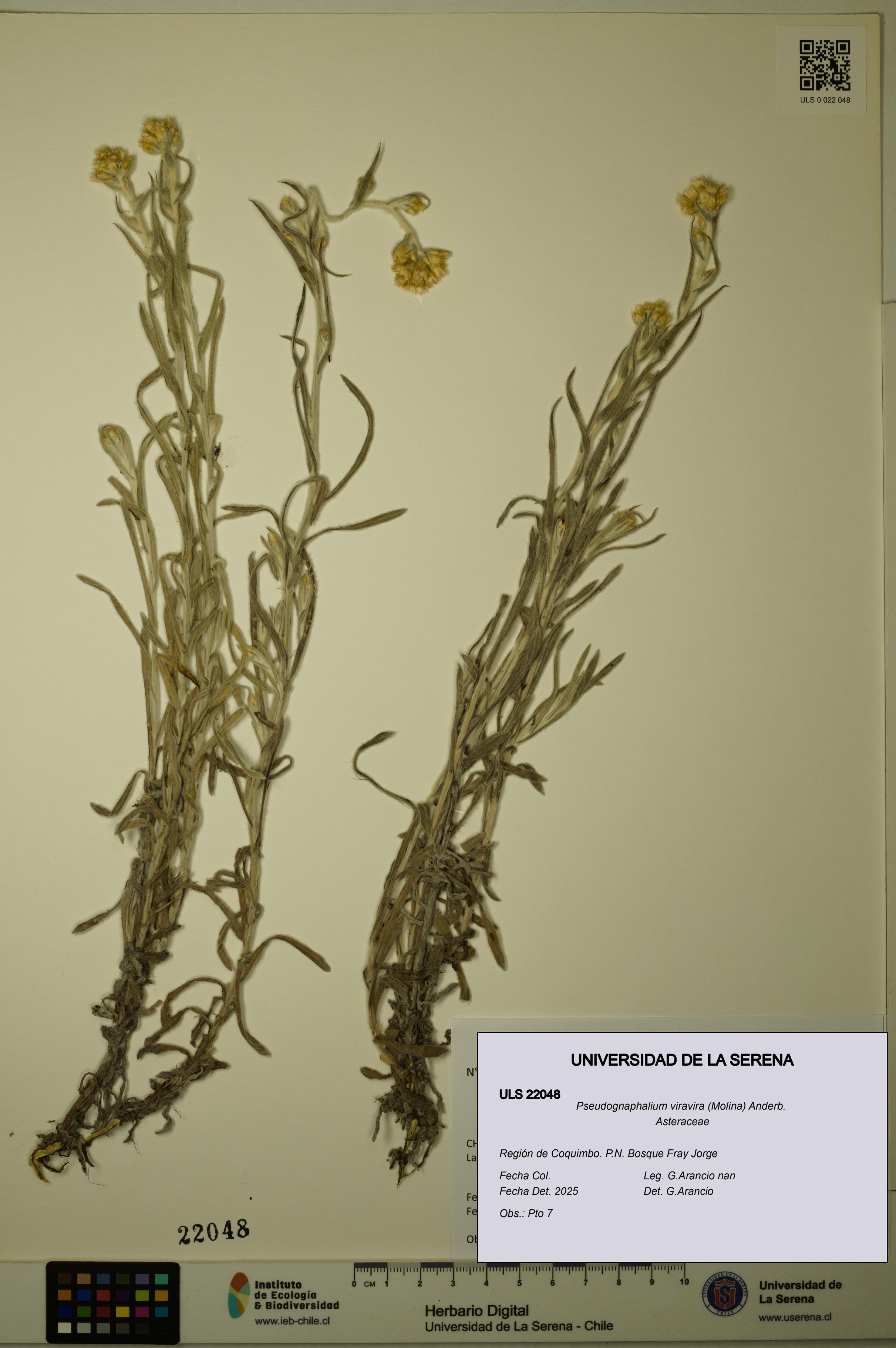 Pseudognaphalium viravira [Espécimen: ULS:ULS:0022048]