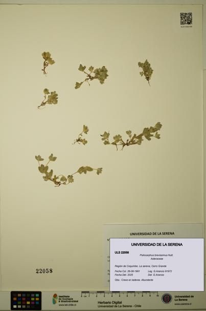 Psilocarphus brevissimus [Espécimen: ]