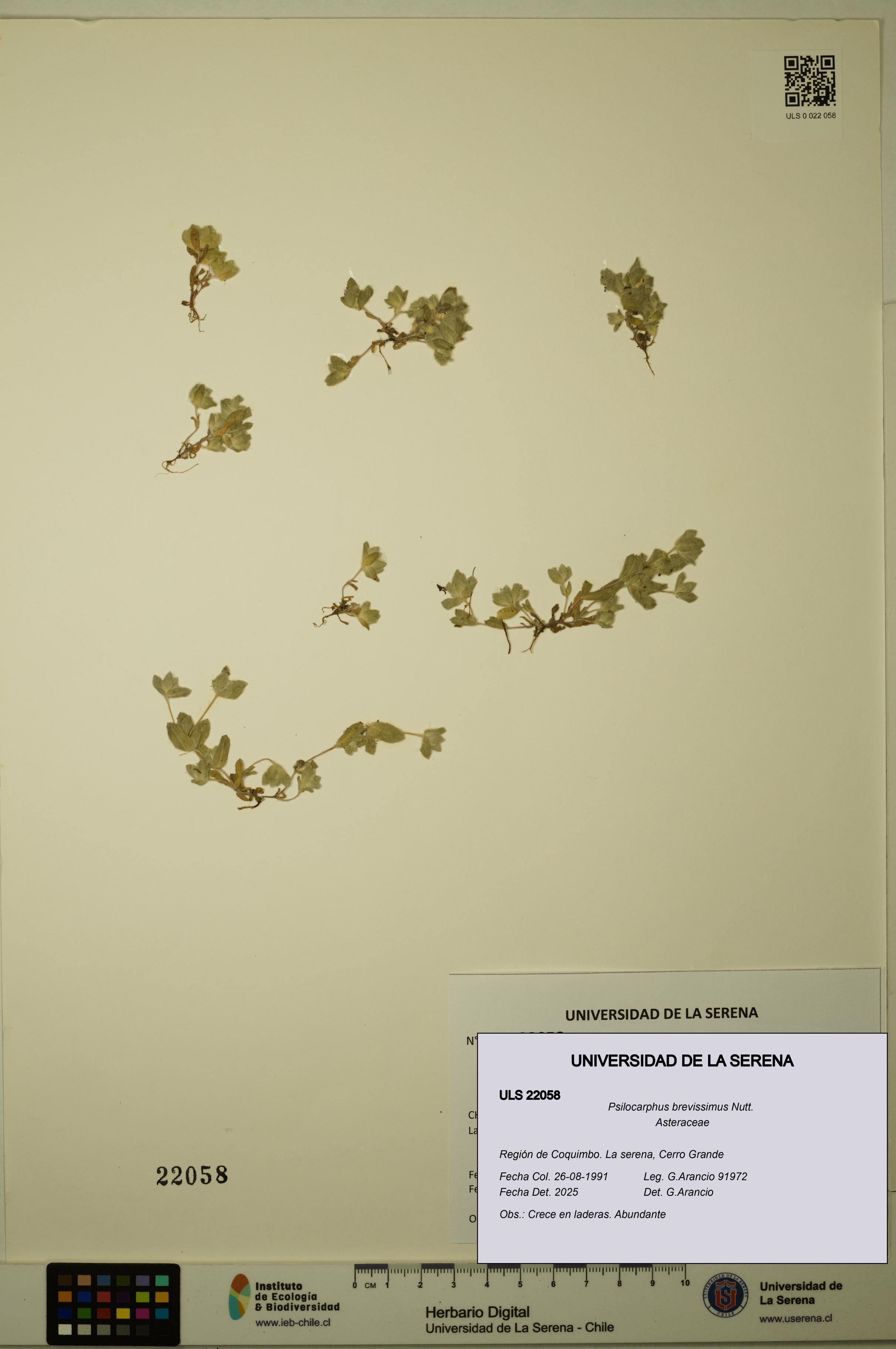 Psilocarphus brevissimus [Espécimen: ]