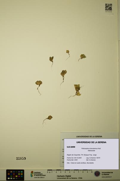 Psilocarphus brevissimus [Espécimen: ]