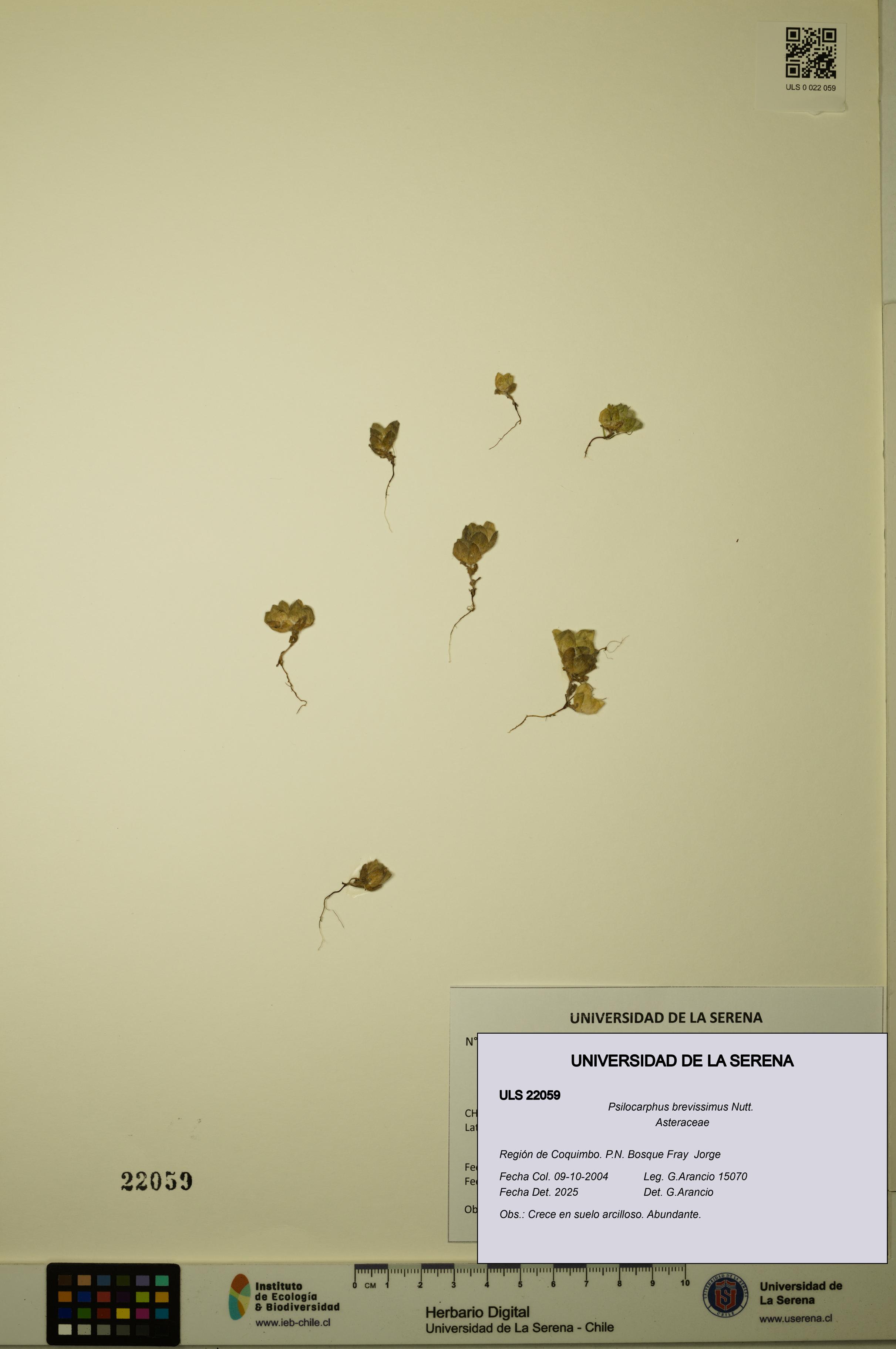 Psilocarphus brevissimus [Espécimen: ]