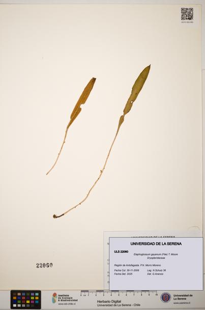Elaphoglossum gayanum [Espécimen: ]