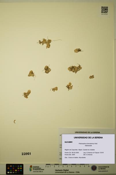 Psilocarphus brevissimus [Espécimen: ]