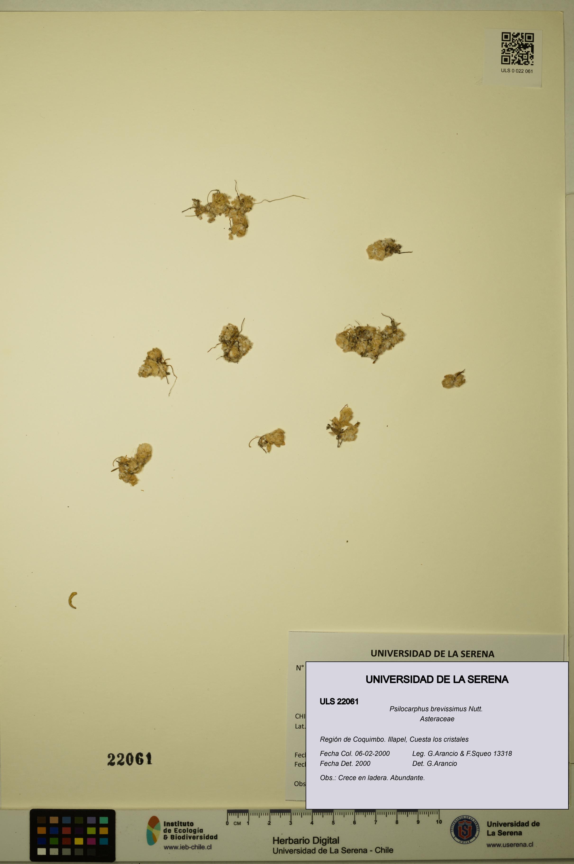 Psilocarphus brevissimus [Espécimen: ]
