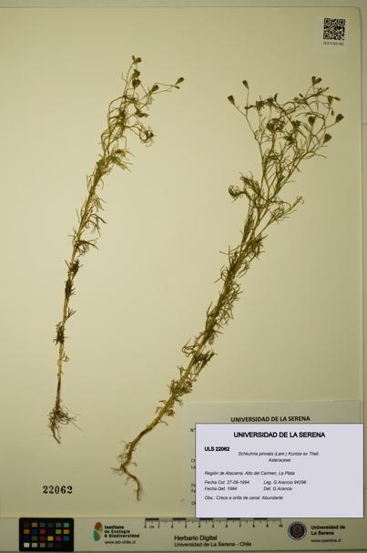 Schkuhria pinnata [Espécimen: ULS:ULS:0022062]
