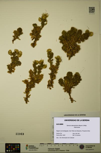 Senecio adenophyllus [Espécimen: ULS:ULS:0022063]