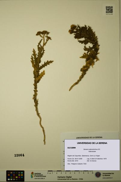 Senecio adenotrichius [Espécimen: ULS:ULS:0022064]