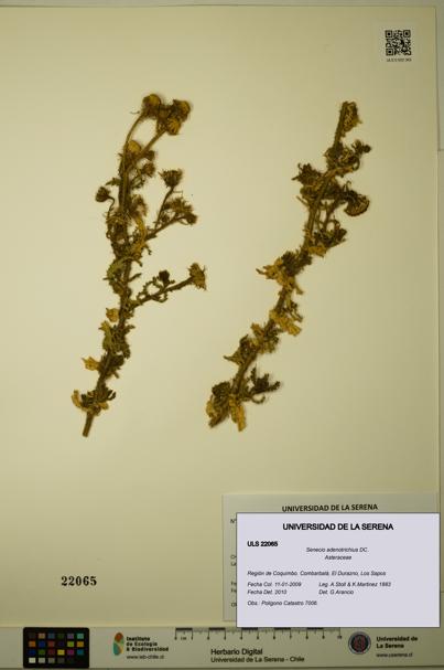 Senecio adenotrichius [Espécimen: ULS:ULS:0022065]