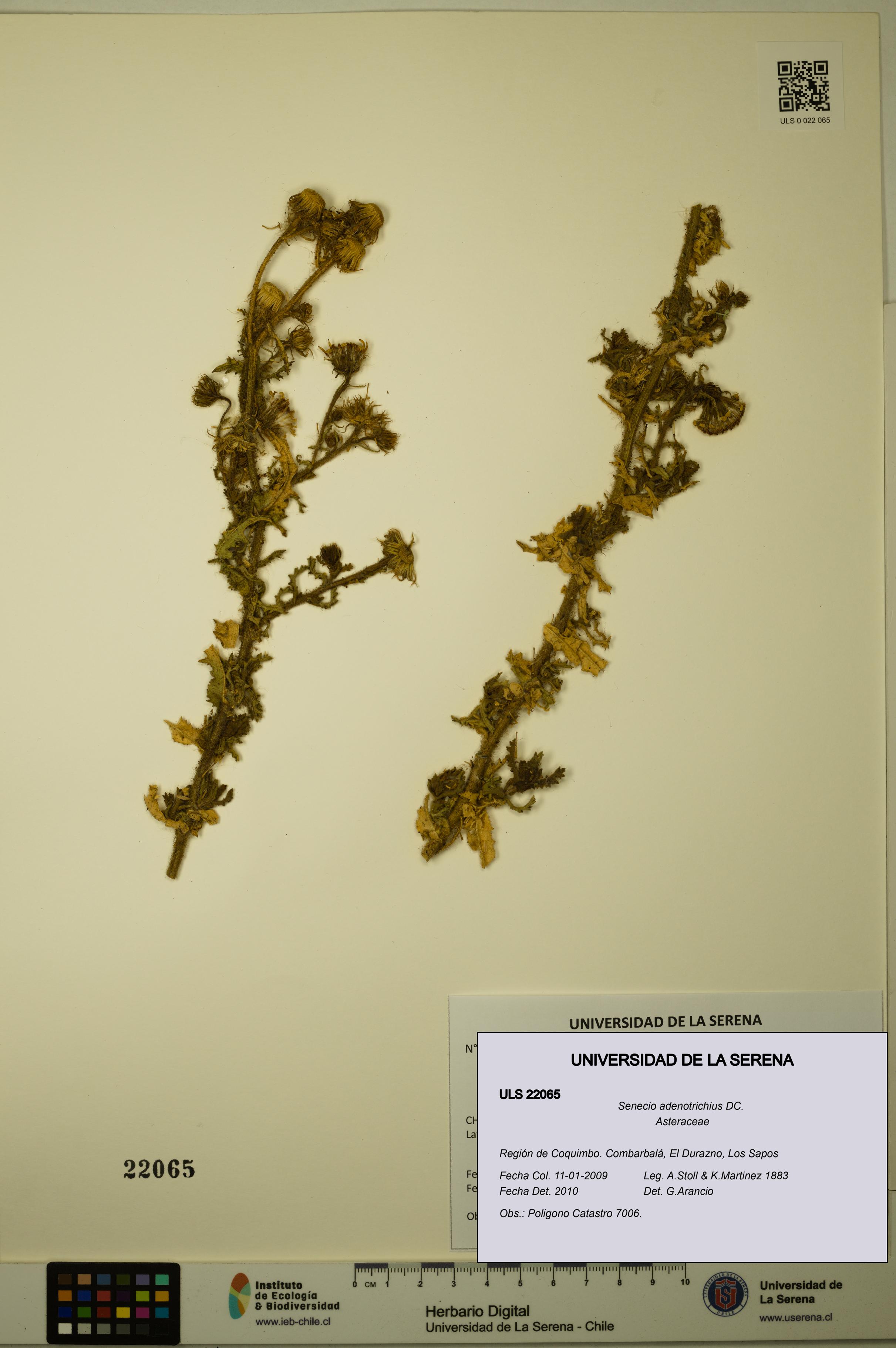 Senecio adenotrichius [Espécimen: ULS:ULS:0022065]