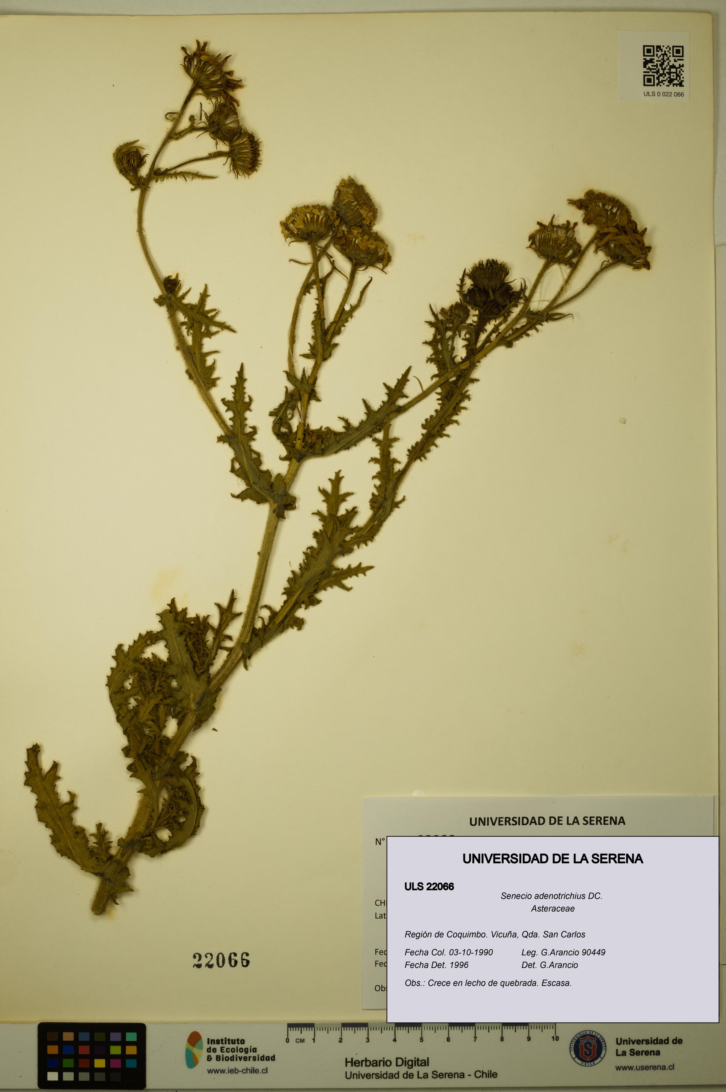 Senecio adenotrichius [Espécimen: ULS:ULS:0022066]