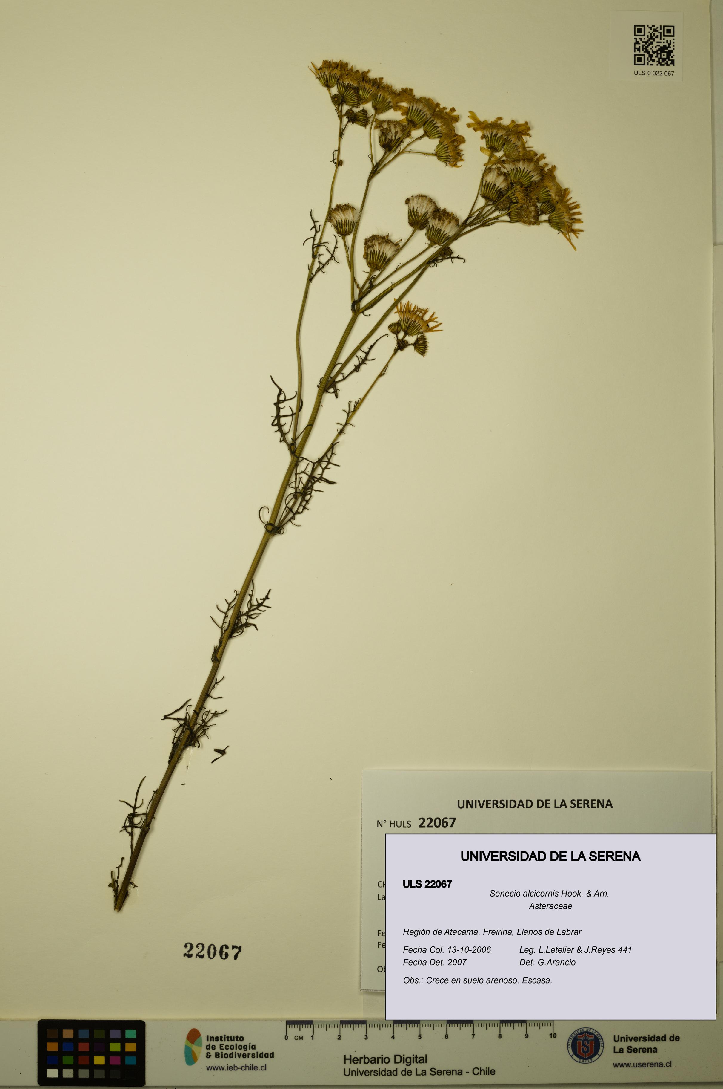 Senecio alcicornis [Espécimen: ULS:ULS:0022067]