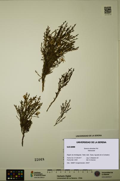 Senecio almeidae [Espécimen: ULS:ULS:0022068]