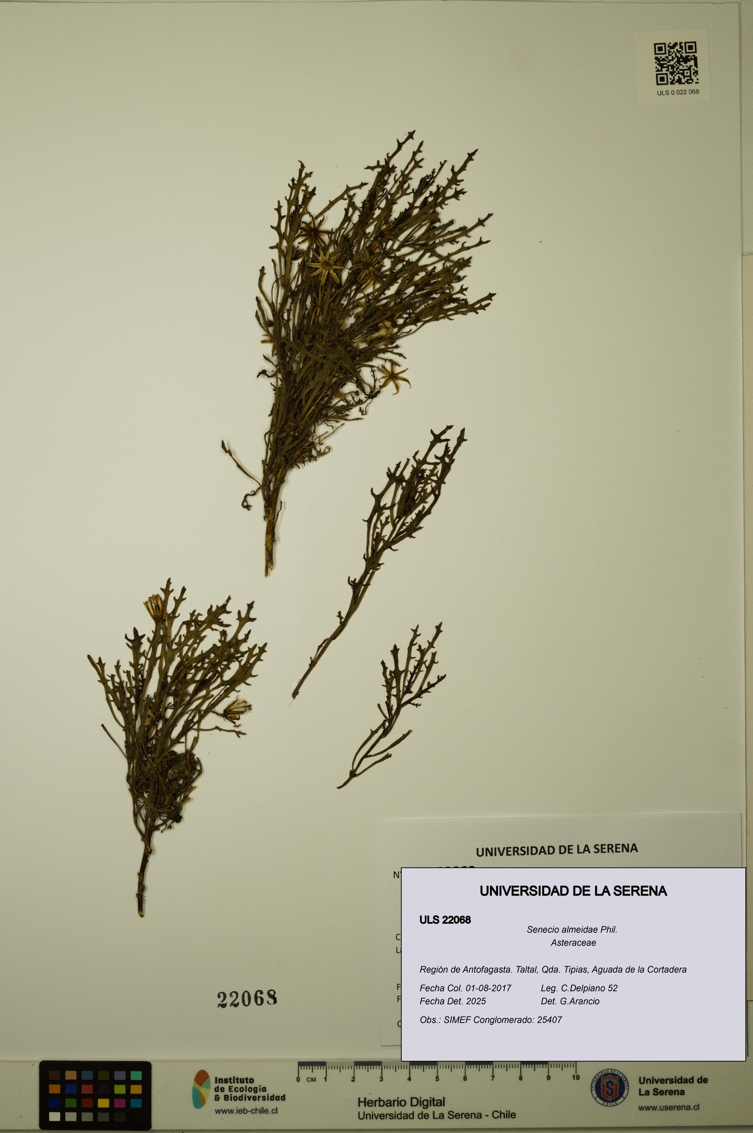 Senecio almeidae [Espécimen: ULS:ULS:0022068]