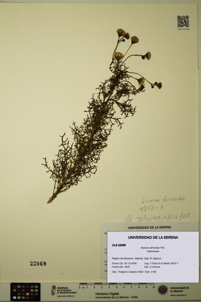 Senecio almeidae [Espécimen: ULS:ULS:0022069]
