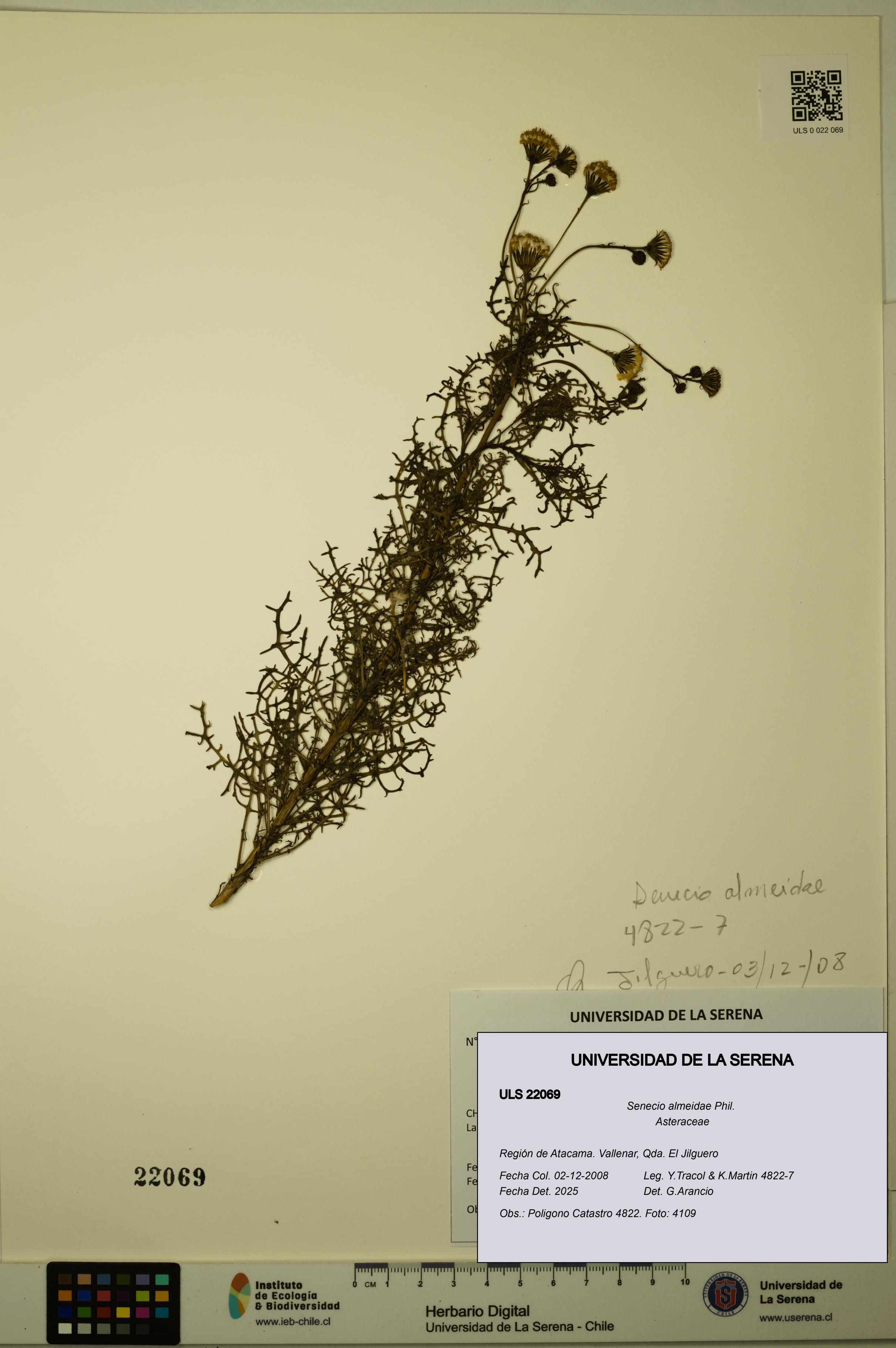 Senecio almeidae [Espécimen: ULS:ULS:0022069]