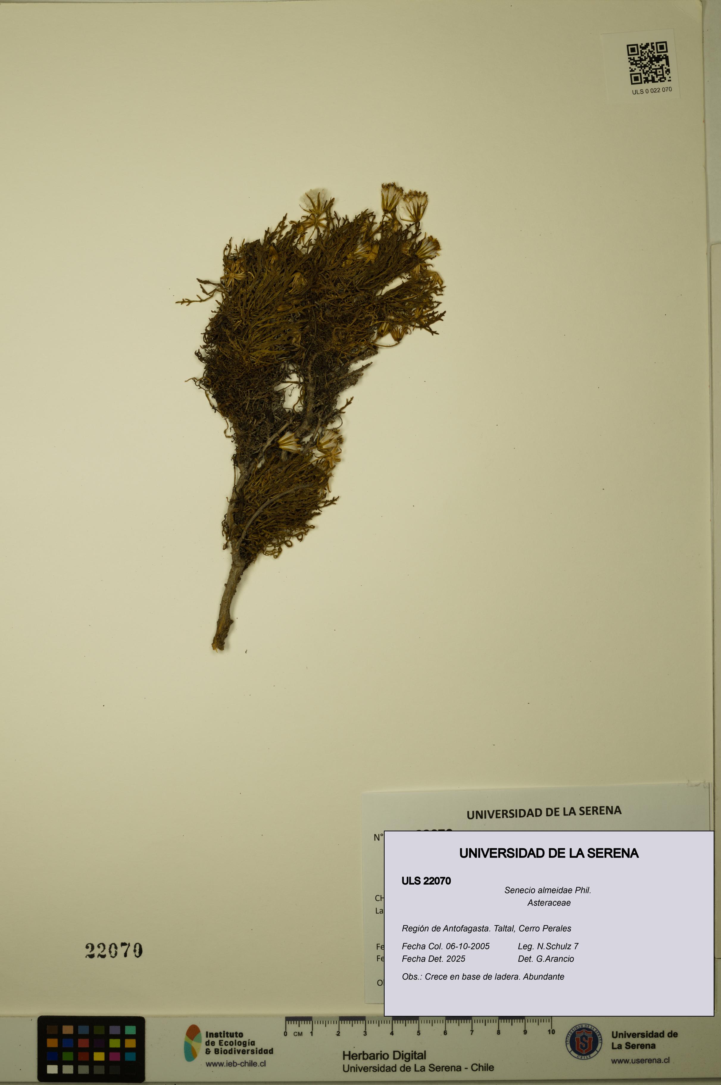 Senecio almeidae [Espécimen: ULS:ULS:0022070]