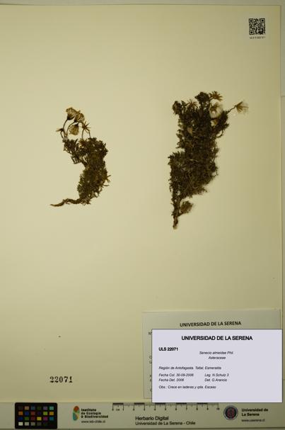 Senecio almeidae [Espécimen: ULS:ULS:0022071]