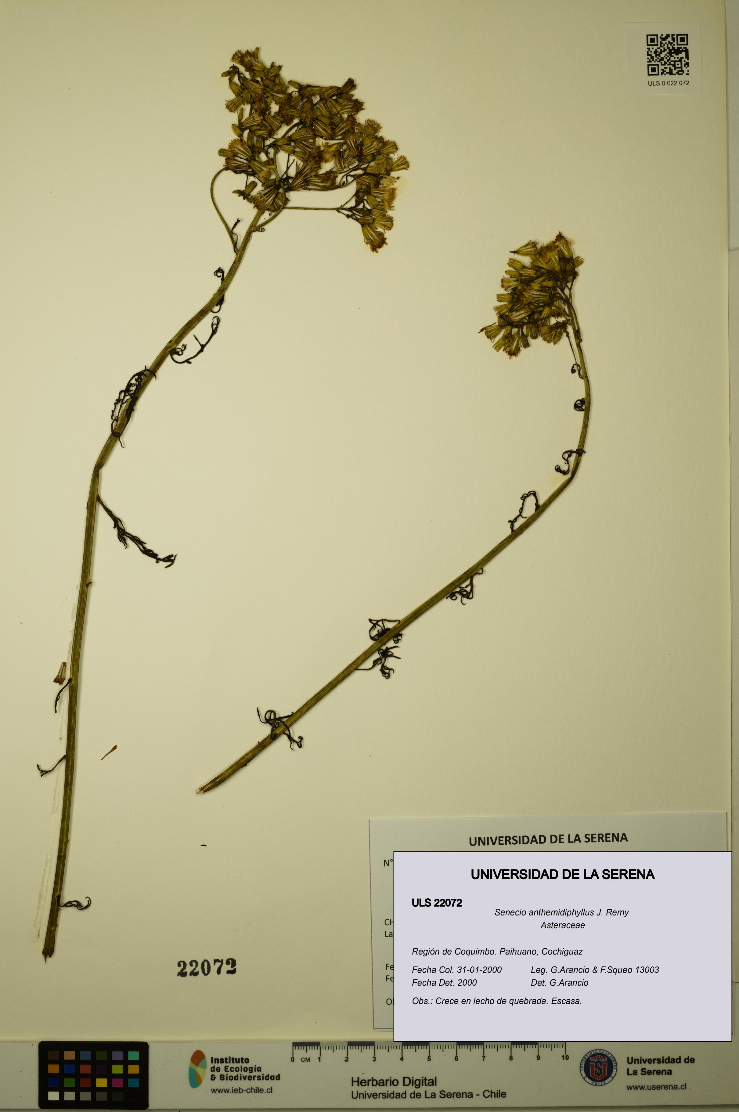 Senecio anthemidiphyllus [Espécimen: ULS:ULS:0022072]