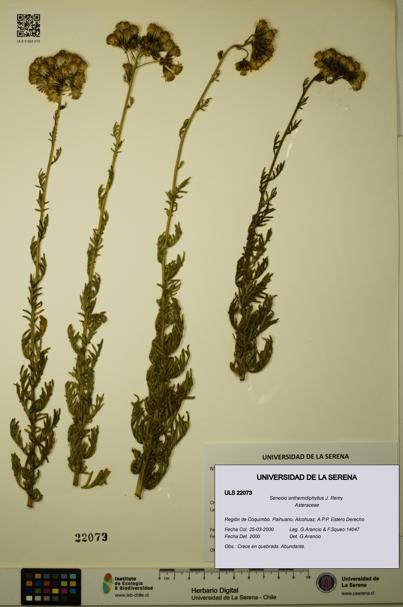 Senecio anthemidiphyllus [Espécimen: ULS:ULS:0022073]