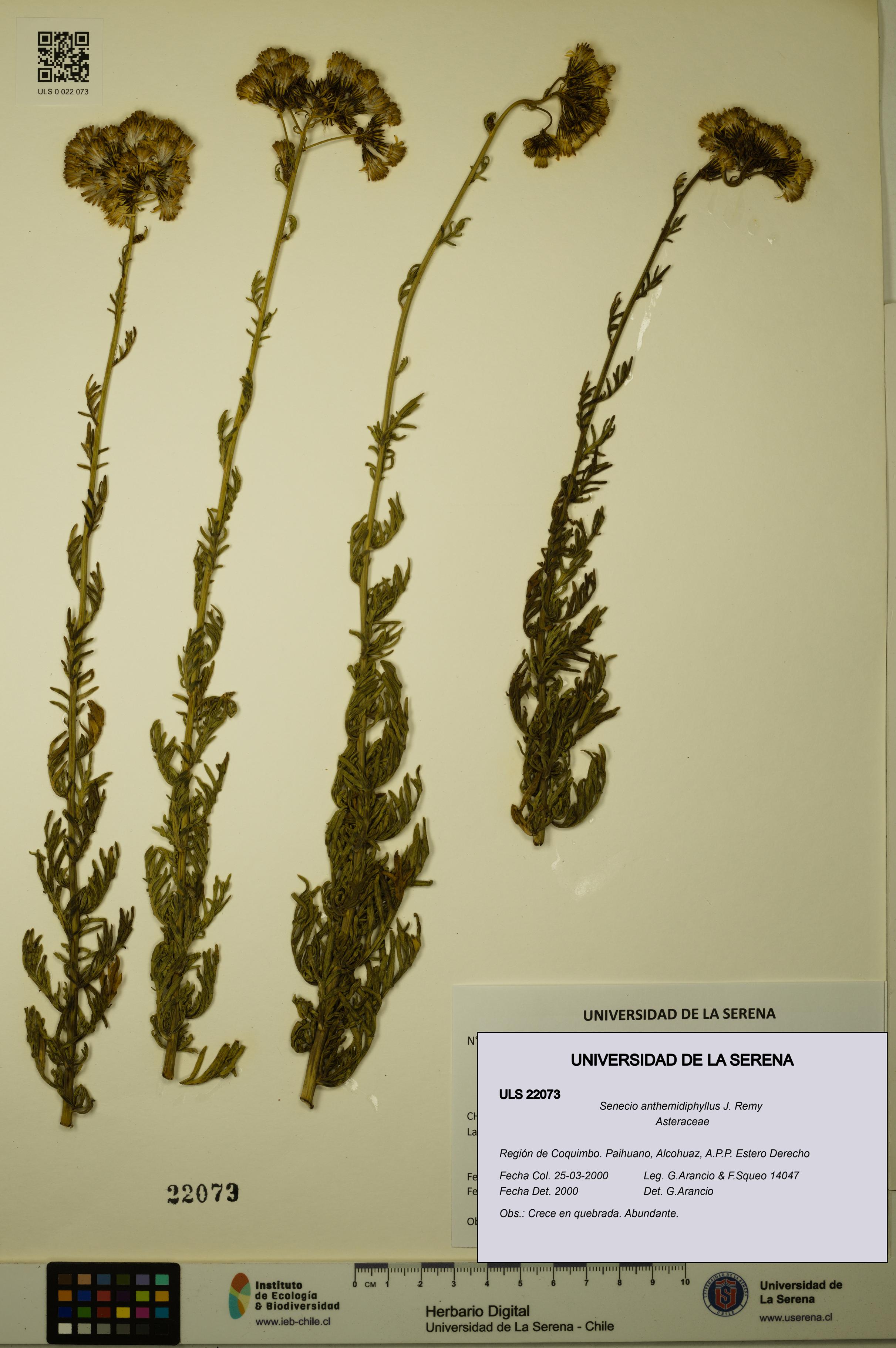 Senecio anthemidiphyllus [Espécimen: ULS:ULS:0022073]