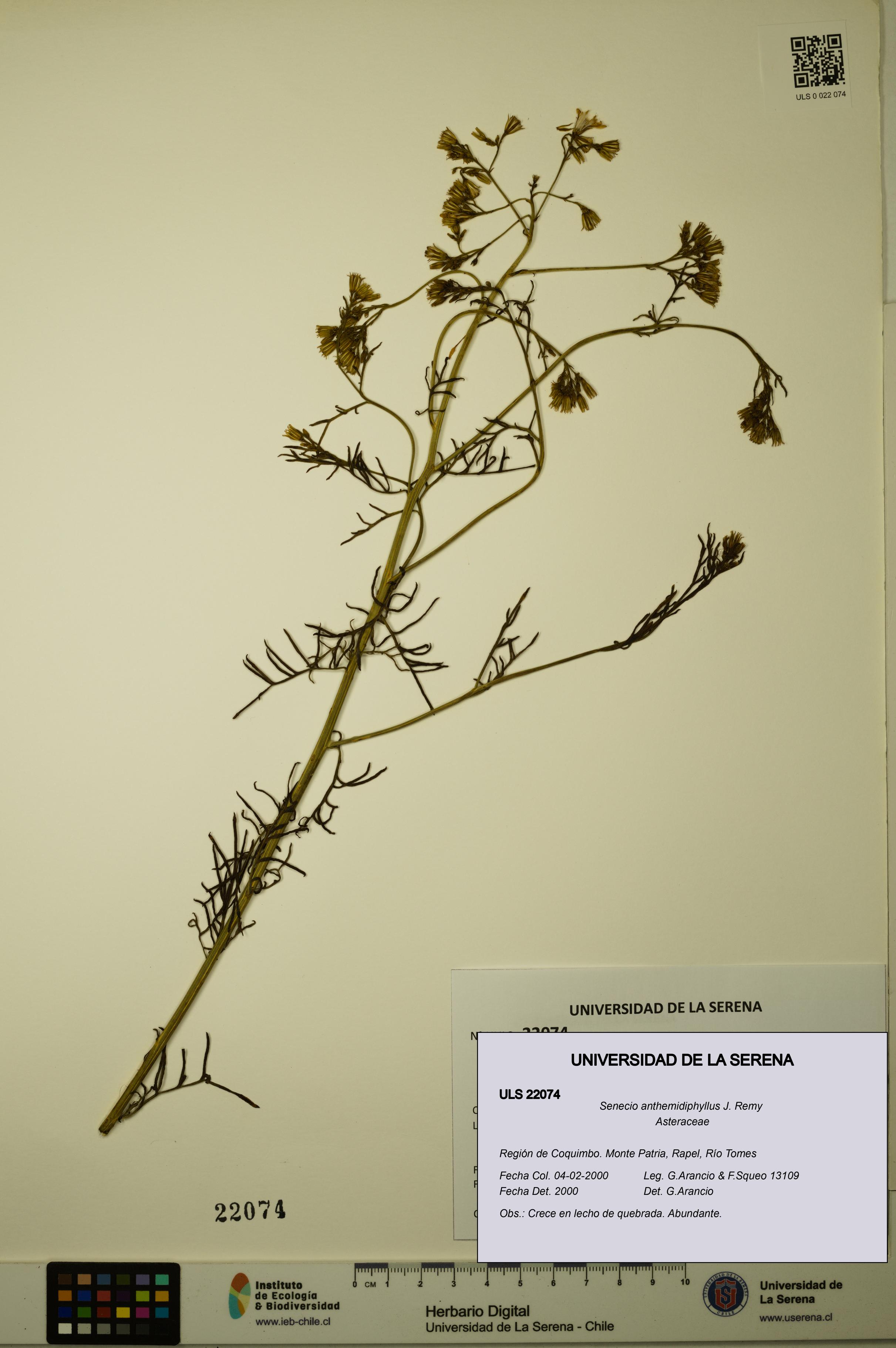 Senecio anthemidiphyllus [Espécimen: ULS:ULS:0022074]