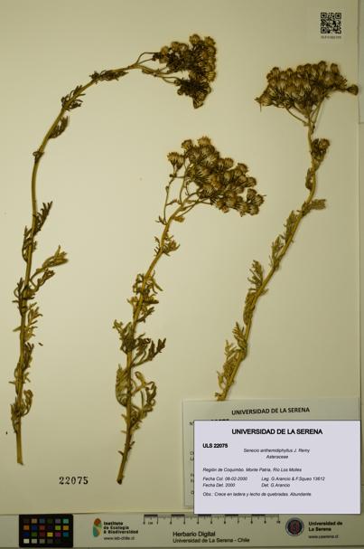 Senecio anthemidiphyllus [Espécimen: ULS:ULS:0022075]