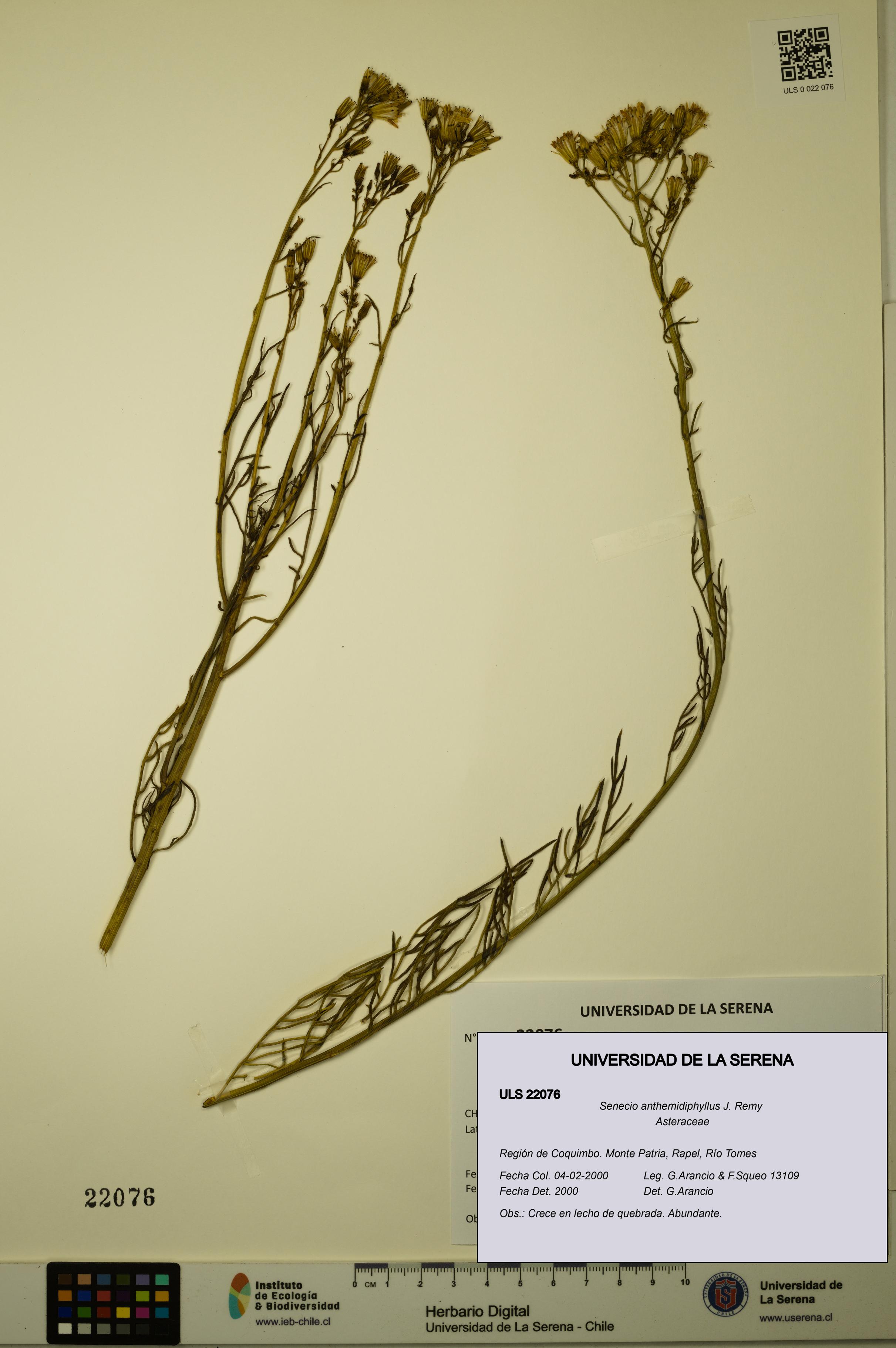 Senecio anthemidiphyllus [Espécimen: ULS:ULS:0022076]