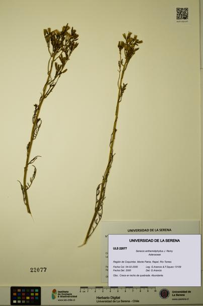 Senecio anthemidiphyllus [Espécimen: ULS:ULS:0022077]