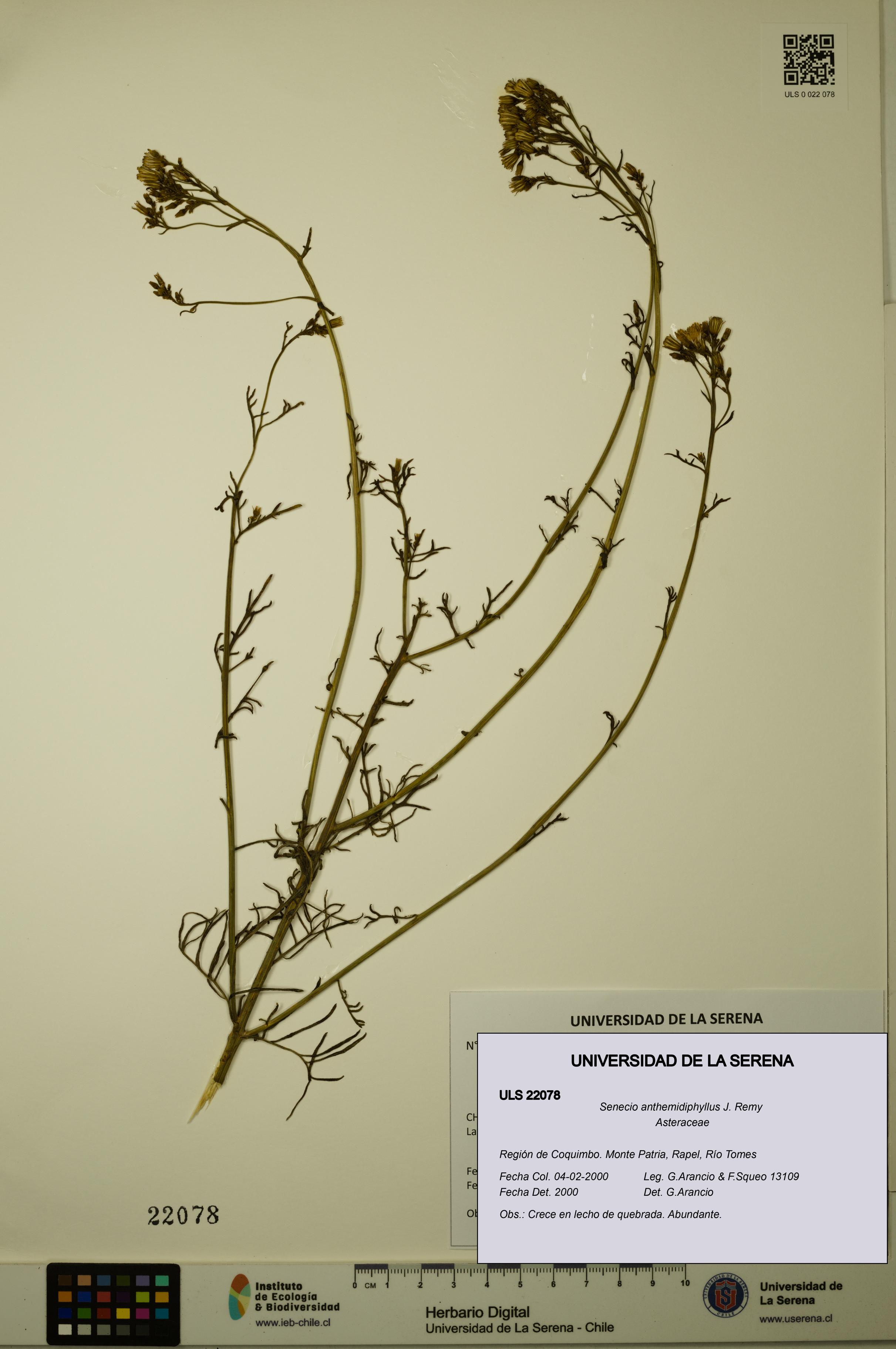 Senecio anthemidiphyllus [Espécimen: ULS:ULS:0022078]