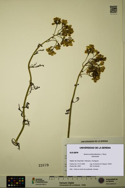 Senecio anthemidiphyllus [Espécimen: ULS:ULS:0022079]