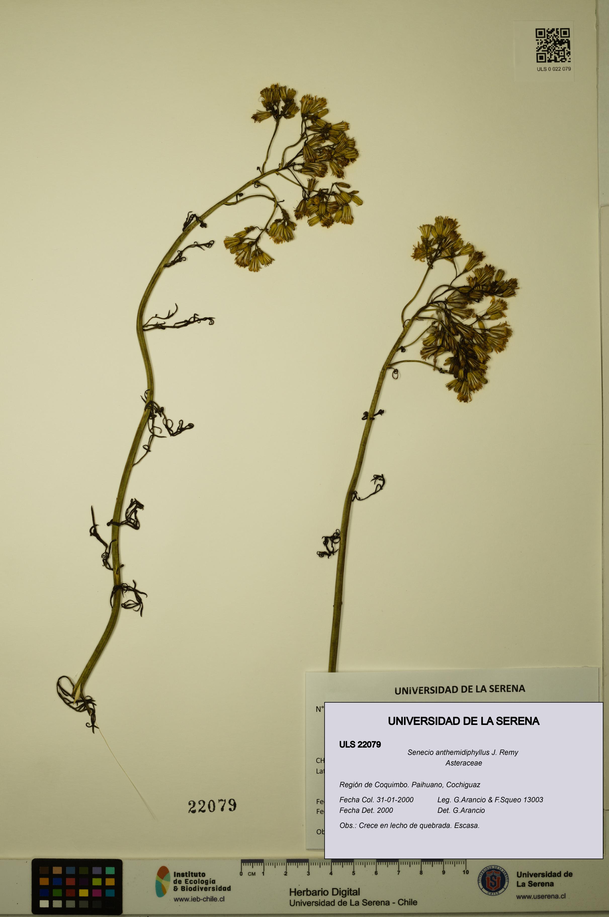 Senecio anthemidiphyllus [Espécimen: ULS:ULS:0022079]