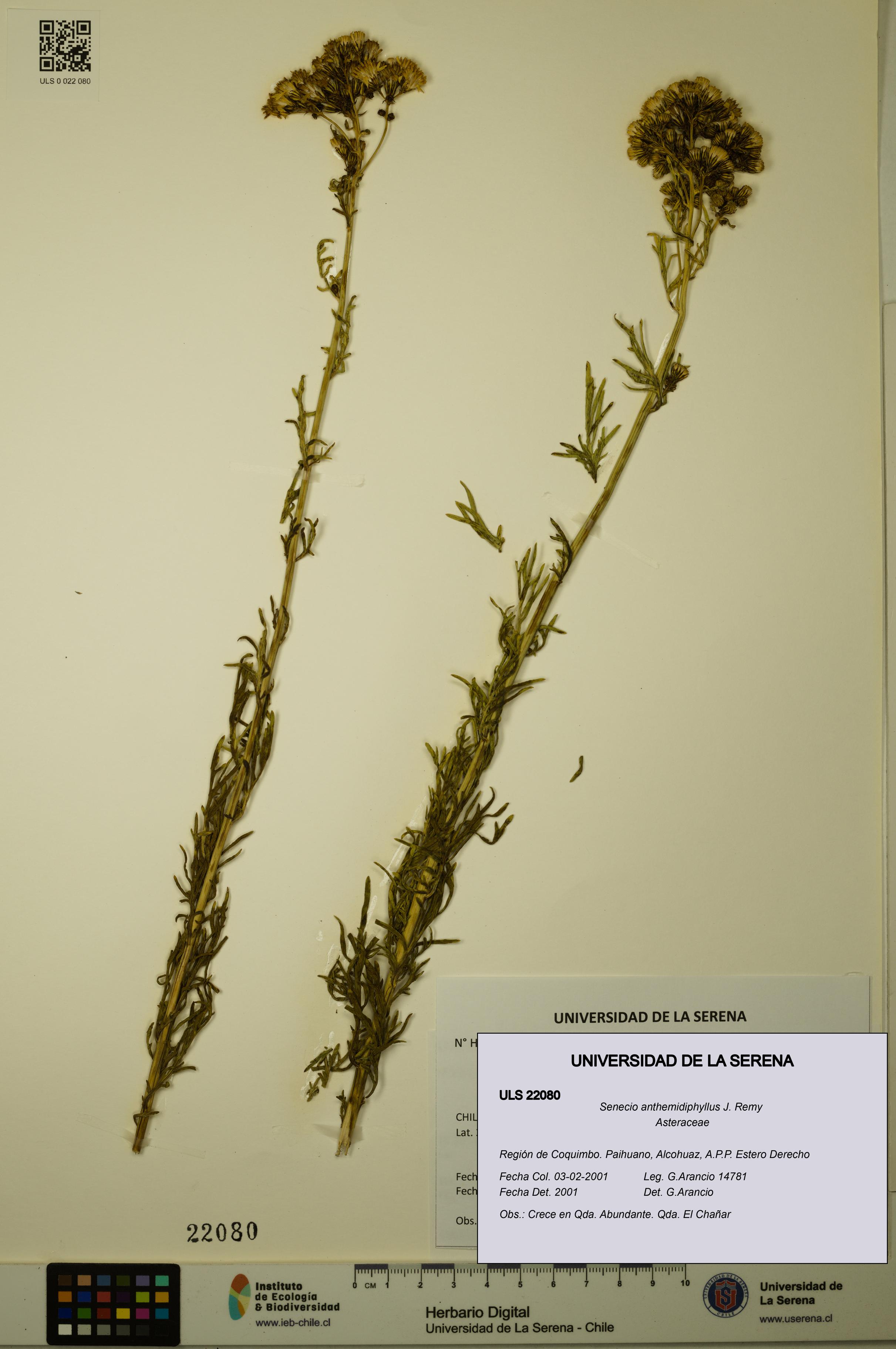 Senecio anthemidiphyllus [Espécimen: ULS:ULS:0022080]
