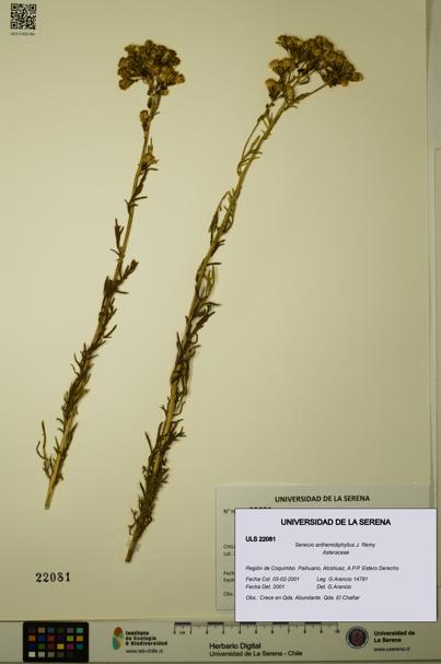 Senecio anthemidiphyllus [Espécimen: ULS:ULS:0022081]