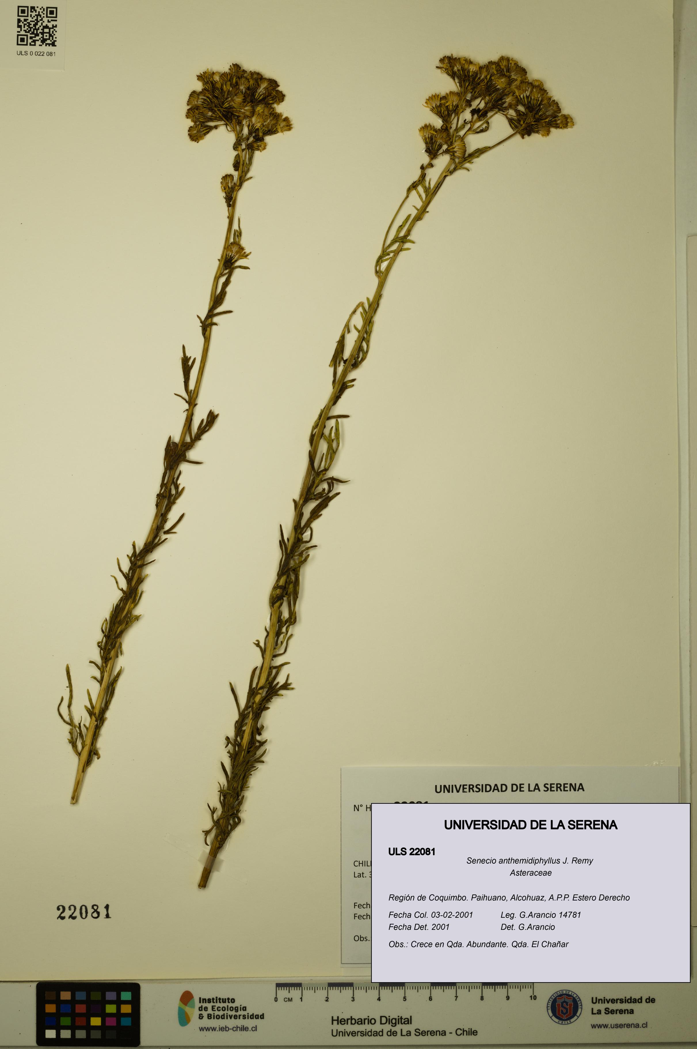 Senecio anthemidiphyllus [Espécimen: ULS:ULS:0022081]