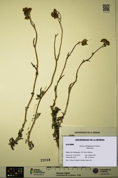 Senecio antofagastanus [Espécimen: ULS:ULS:0022083]