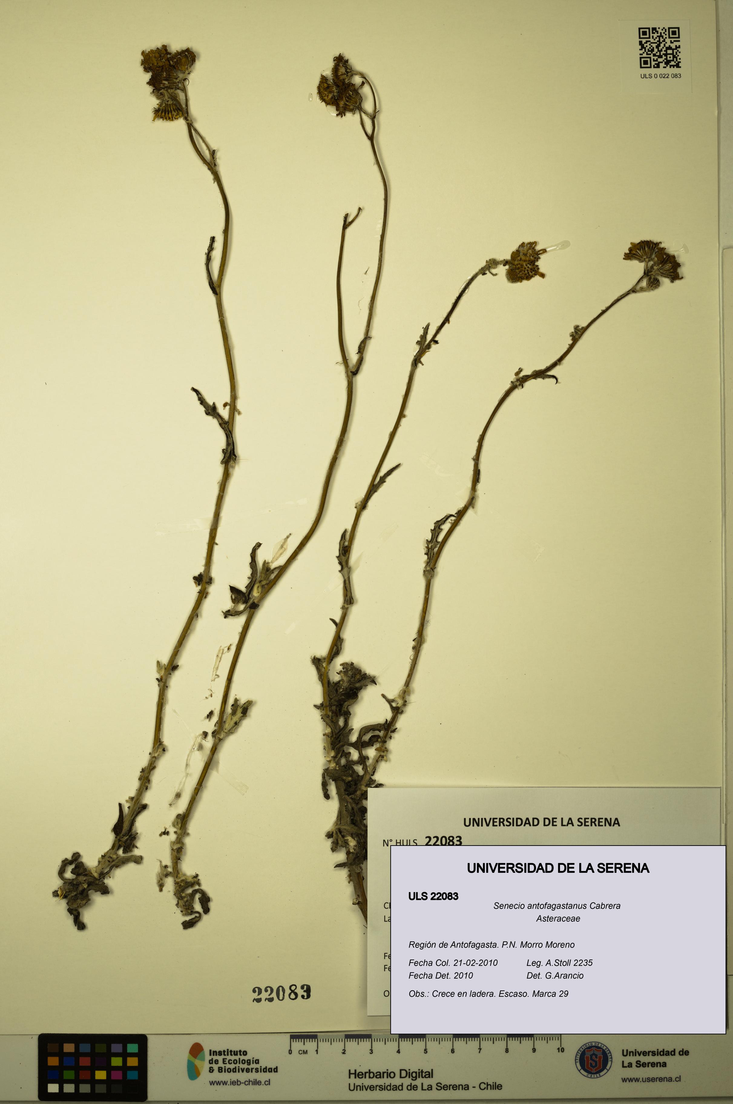 Senecio antofagastanus [Espécimen: ULS:ULS:0022083]