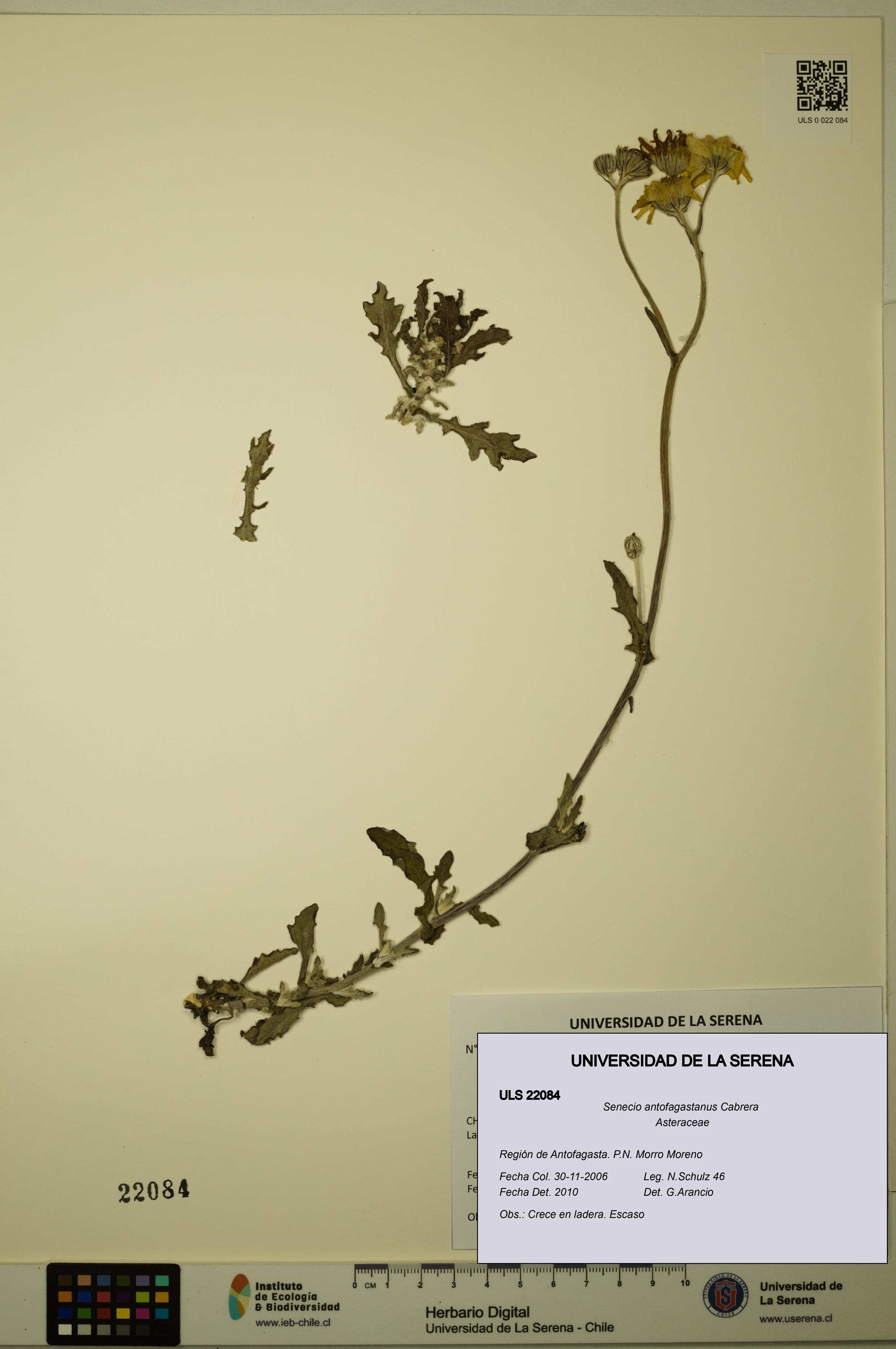 Senecio antofagastanus [Espécimen: ULS:ULS:0022084]