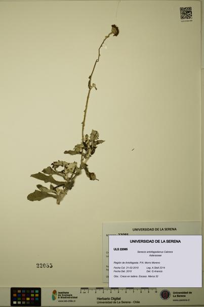 Senecio antofagastanus [Espécimen: ULS:ULS:0022085]