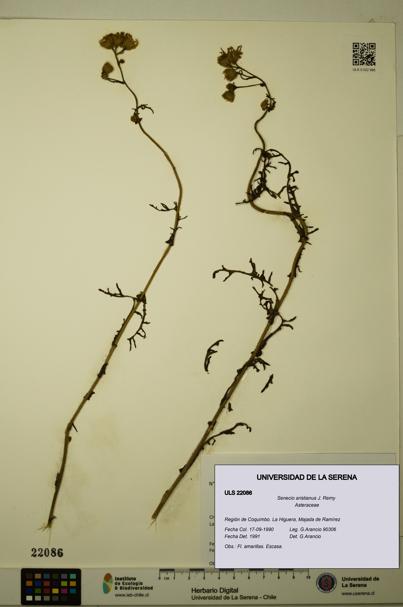Senecio aristianus [Espécimen: ULS:ULS:0022086]