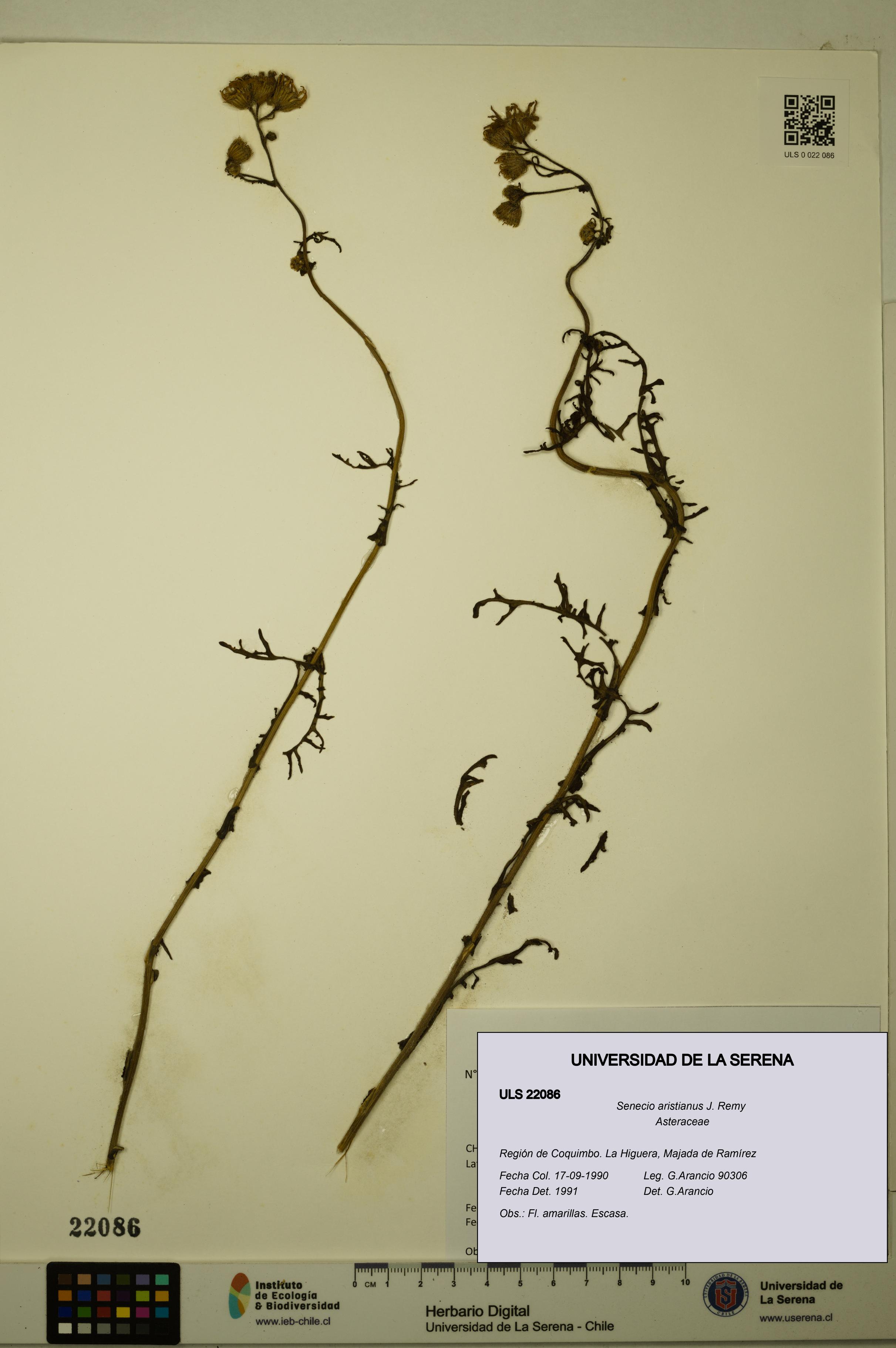 Senecio aristianus [Espécimen: ULS:ULS:0022086]