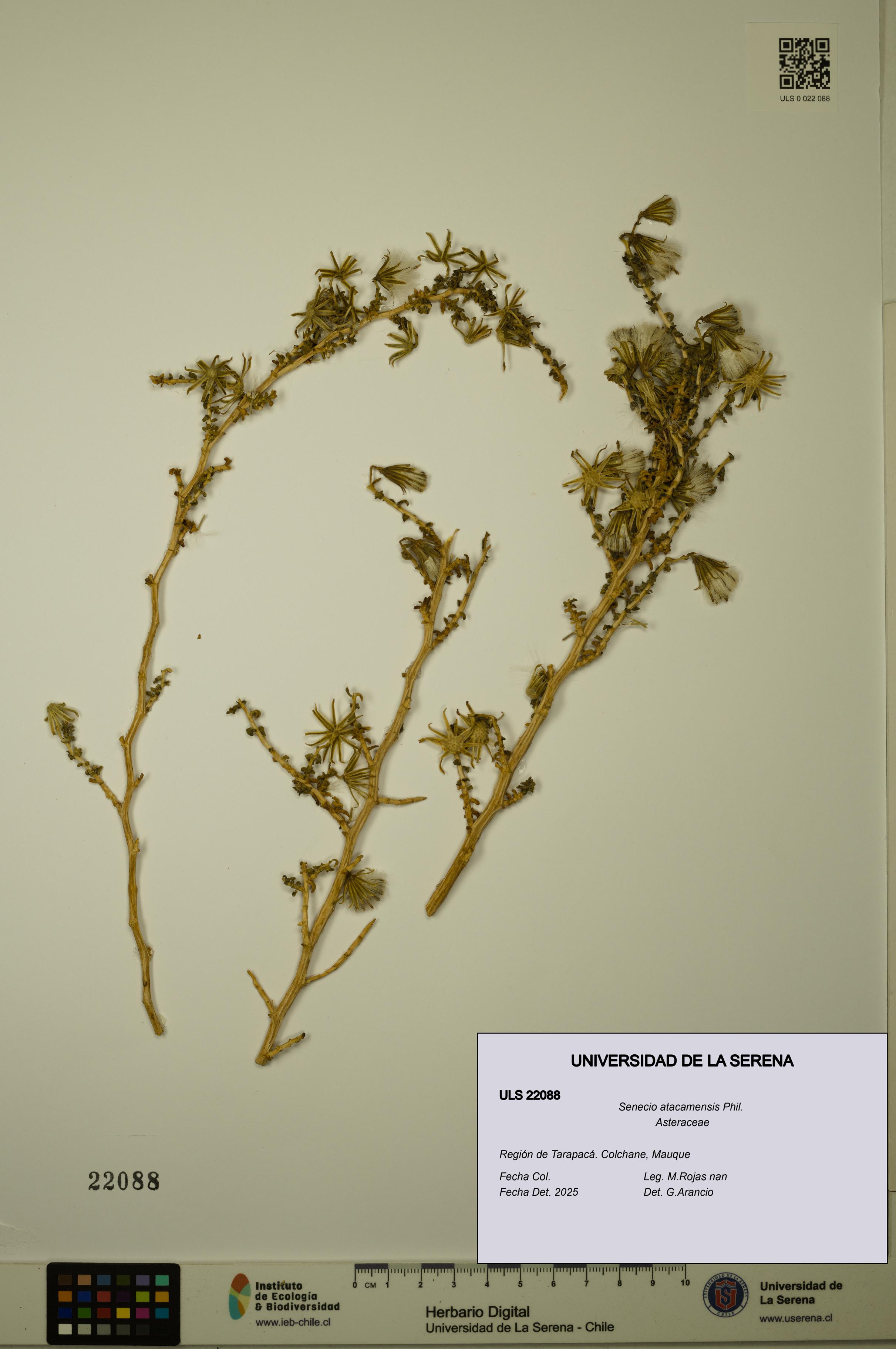 Senecio atacamensis [Espécimen: ULS:ULS:0022088]