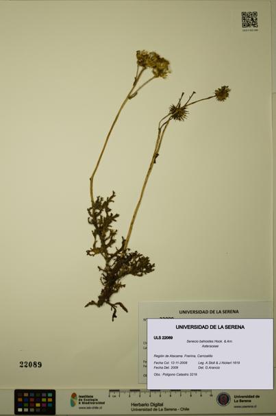 Senecio bahioides [Espécimen: ULS:ULS:0022089]