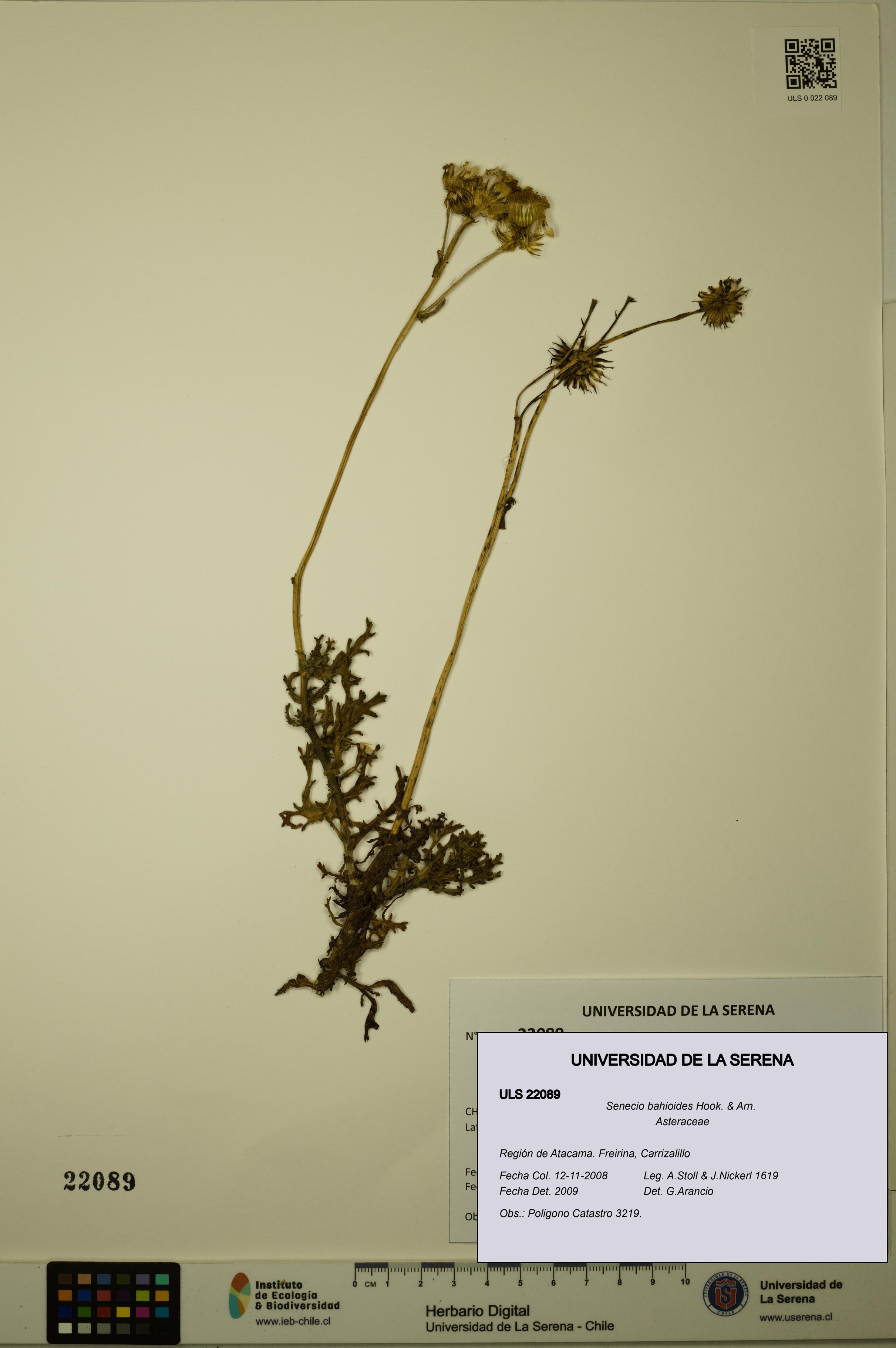 Senecio bahioides [Espécimen: ULS:ULS:0022089]